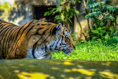 View of a tiger