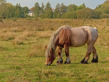 Horse grazing in a field