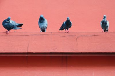 Pigeons perching on wall