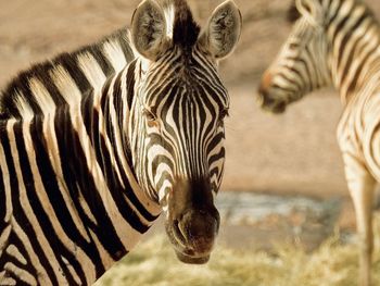 Close-up of zebras