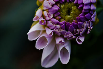 Close-up of purple flowering plant