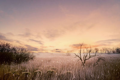 Scenic view of field against sky during sunset