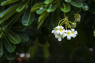 Close-up of white flowering plant