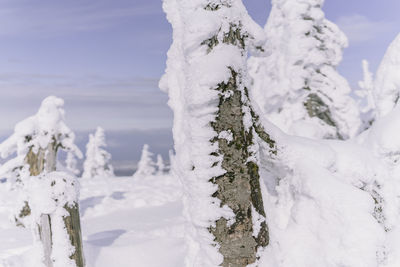 Snow covered plants against sky