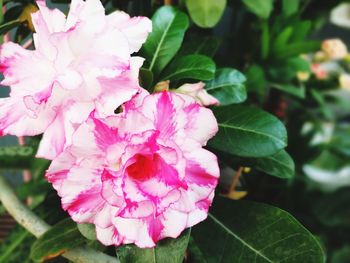 Close-up of pink flowers blooming outdoors