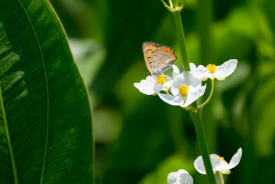 Close-up of butterfly perching on flower