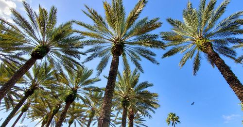 Low angle view of coconut palm trees against sky