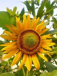 Close-up of sunflower