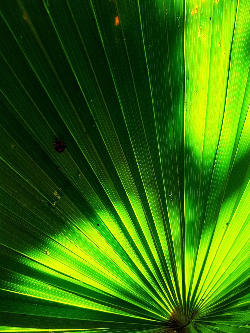 CLOSE-UP OF PALM LEAF ON GREEN LEAVES