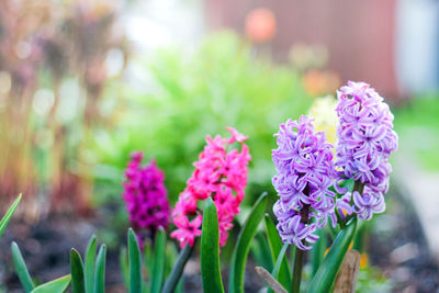 Flowerbed with colorful hyacinths, traditional easter flowers, beautiful spring flower background