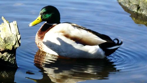 Close-up of swan swimming in lake