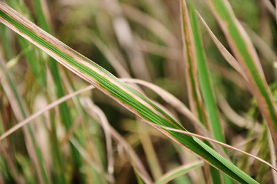 Close-up of crops growing on field