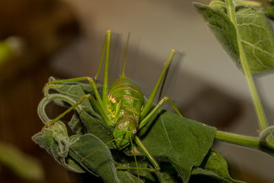 Close-up of insect on plant