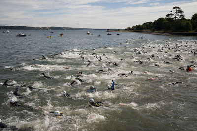 Flock of birds swimming in sea