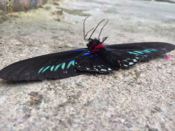 Close-up of butterfly perching on leaf