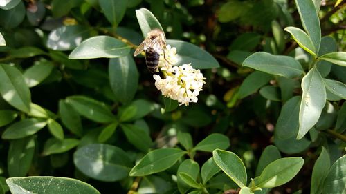 Close-up of butterfly pollinating on flower