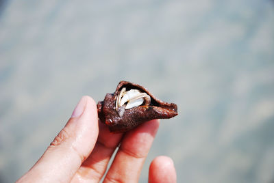 Close-up of hand holding frog