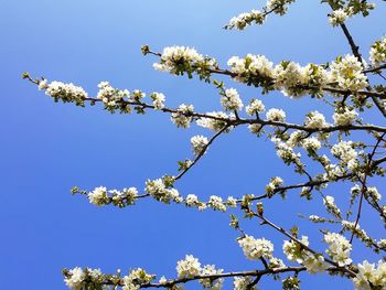 Low angle view of cherry blossom against blue sky