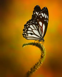 Close-up of butterfly pollinating flower