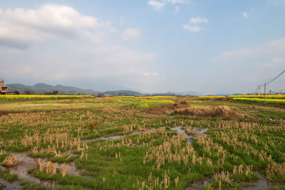 landscape