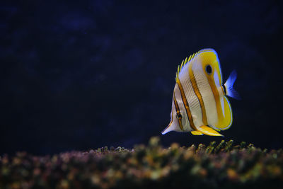 Close-up of yellow fish swimming in sea