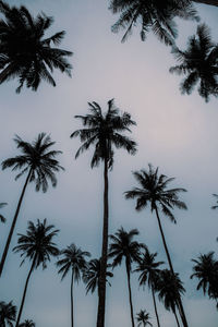 Low angle view of palm trees against sky