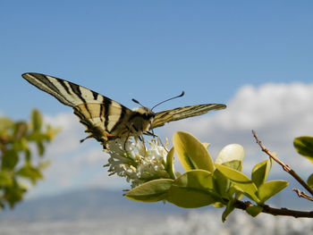 Close-up of butterfly pollinating on flower