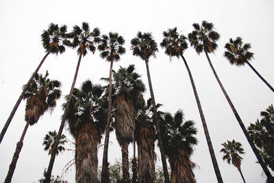 Low angle view of palm trees against sky