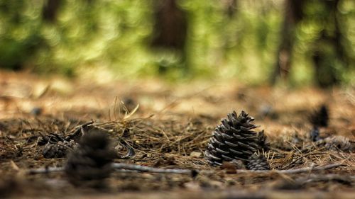 Close-up of pine cone on field