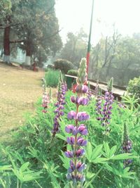 Close-up of flowers blooming in park