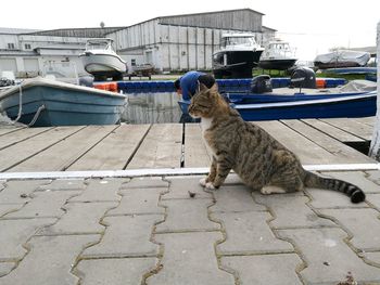 Cat looking away on footpath against building