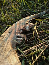 High angle view of a lizard on ground