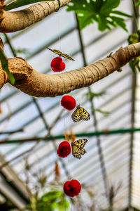 Low angle view of tree with butterflies 