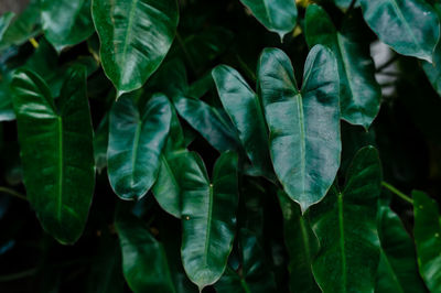 Closeup nature view of green leaf and palms background. flat lay, tropical leaf