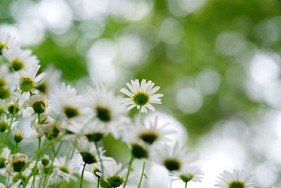 Close-up of white flowering plants on field