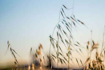 Close-up of plants growing on field against clear sky