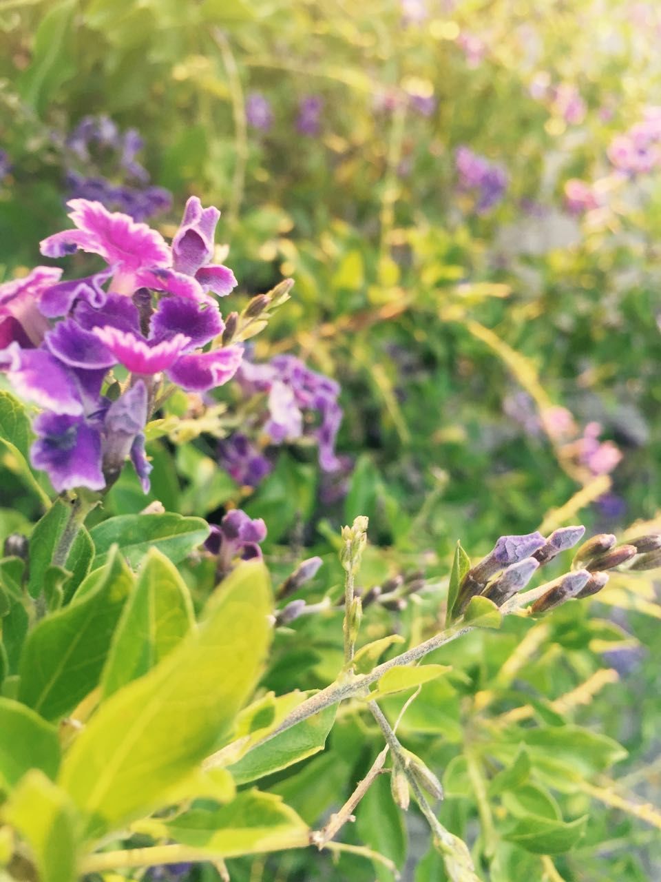 flower, freshness, growth, fragility, petal, purple, focus on foreground, beauty in nature, plant, blooming, nature, close-up, flower head, stem, green color, leaf, selective focus, in bloom, bud, day