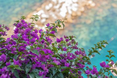 Close-up of flowers blooming on tree