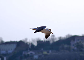 Awhite seagull in flight