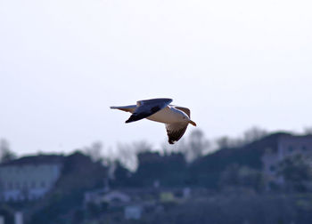 Bird flying in the sky