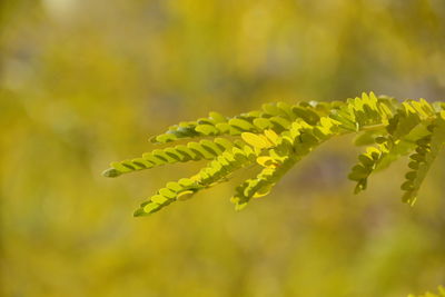 Close-up of fern leaves