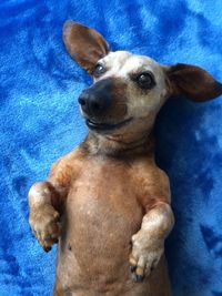 High angle view of dog relaxing on blue table