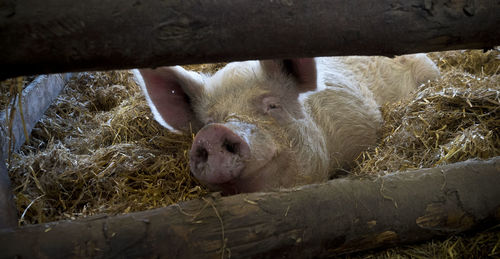 Close-up of sheep