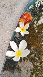 Close-up of white flowers blooming outdoors