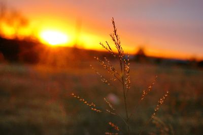 Close-up of plants growing on field against sky during sunset