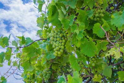 Grapes growing in vineyard