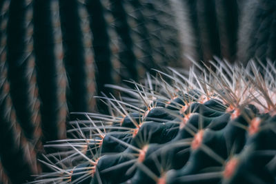 Close-up of succulent plant