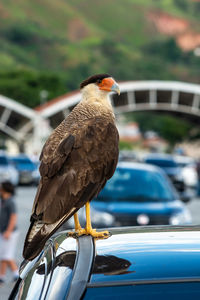 Close-up of hawk perching on a car