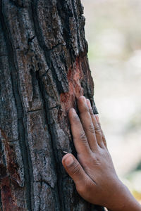 Cropped hand touching tree trunk