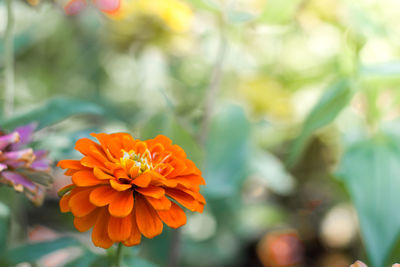 Orange color flower on left of photo